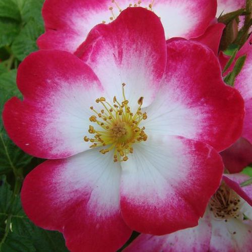 Vendita, rose rose arbustive - bianco-rosso - Rosa Bukavu® - rosa dal profumo discreto - Louis Lens - ,-